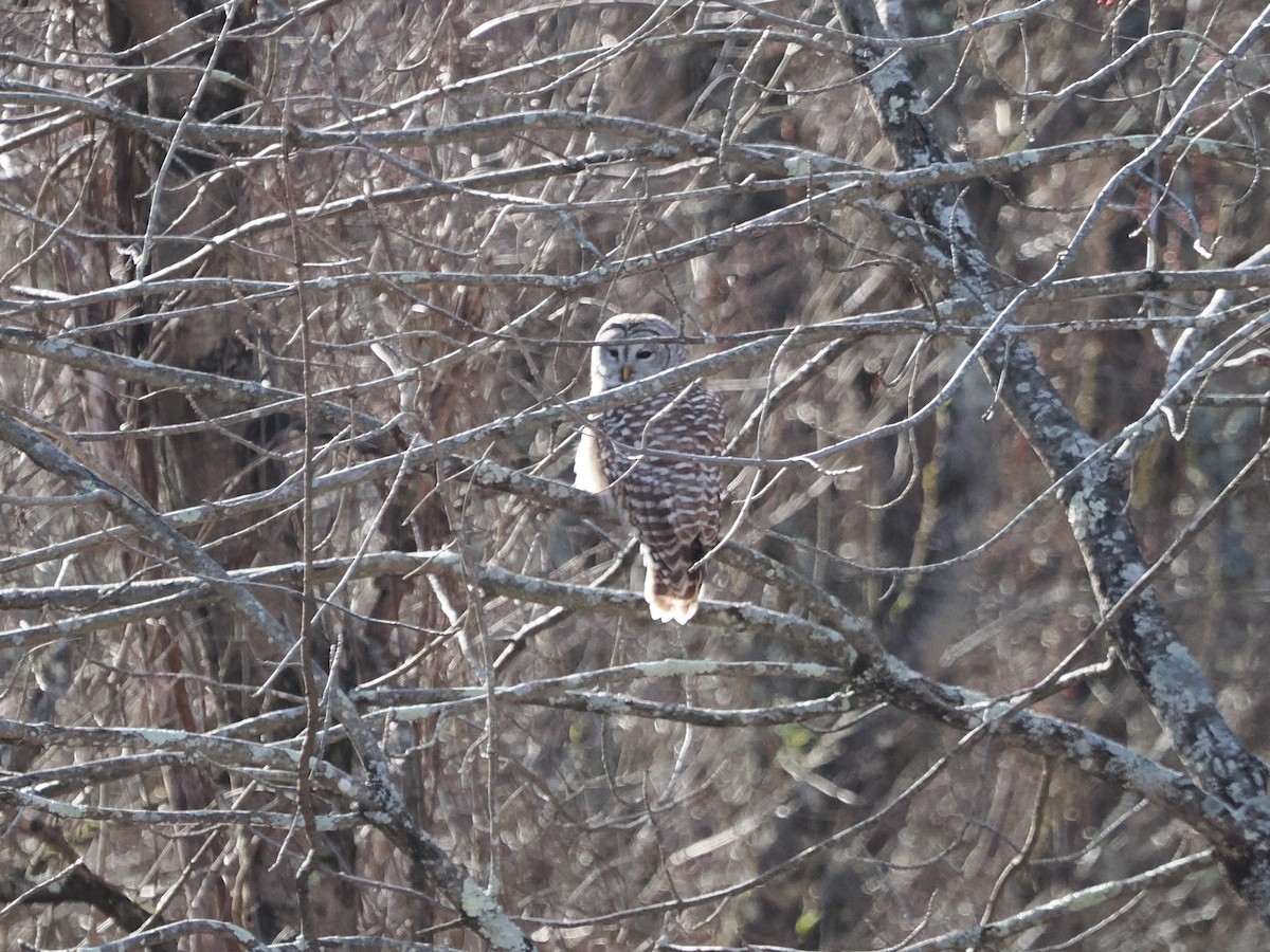 Barred Owl - ML630057720