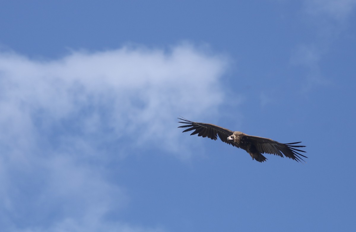 Cinereous Vulture - ML630057908