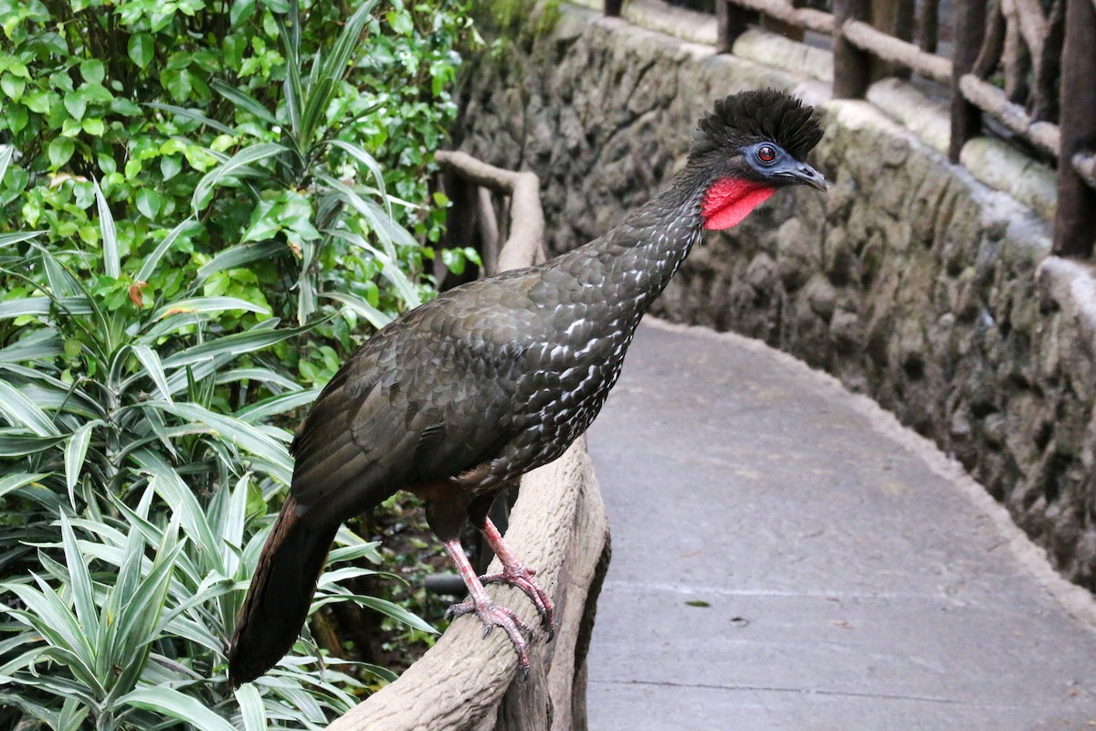 Crested Guan - ML63005791