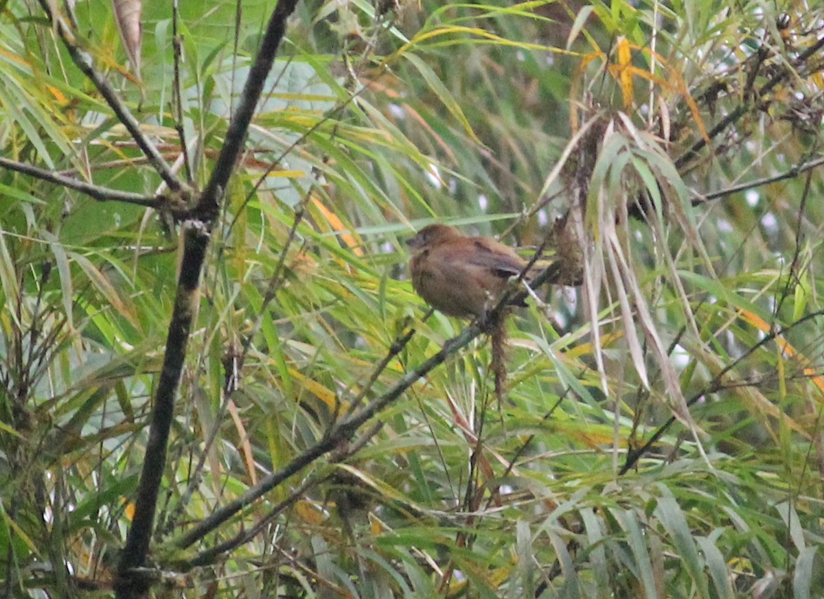 Ecuadorian Seedeater - ML630057989