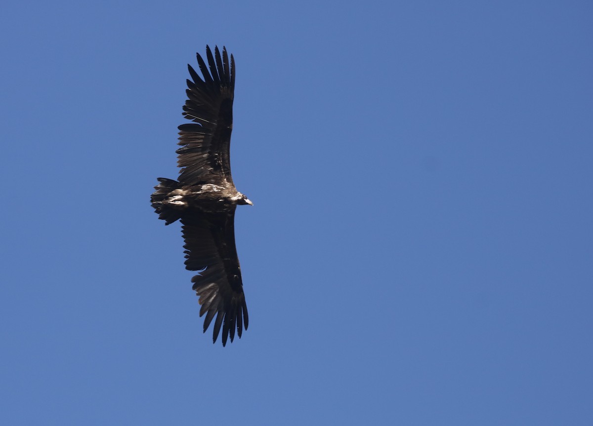 Cinereous Vulture - ML630058055
