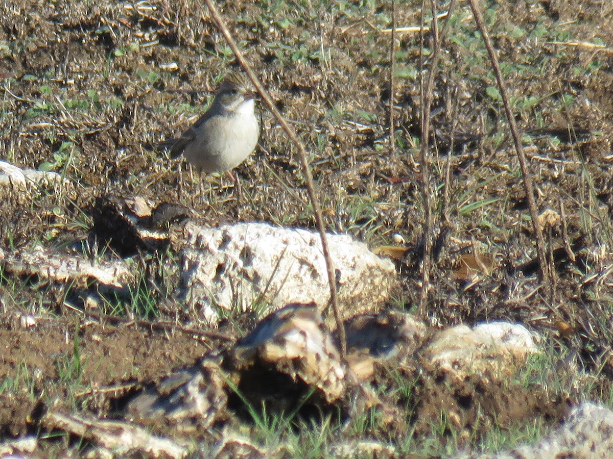 Brewer's Sparrow - ML630058058