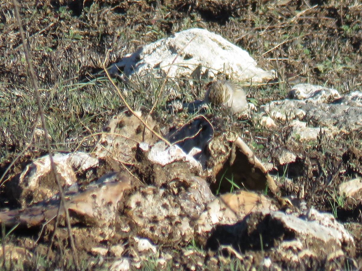 Brewer's Sparrow - ML630058126