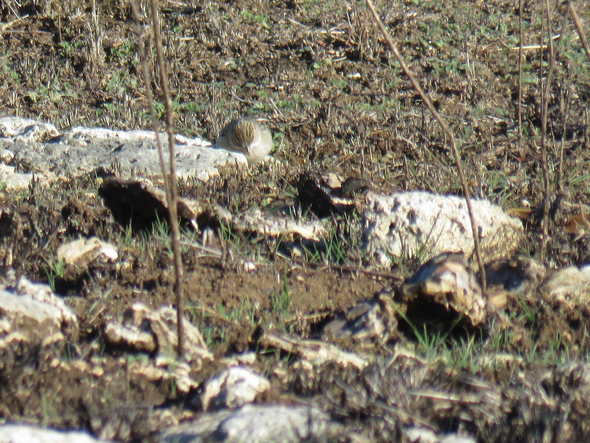 Brewer's Sparrow - ML630058142