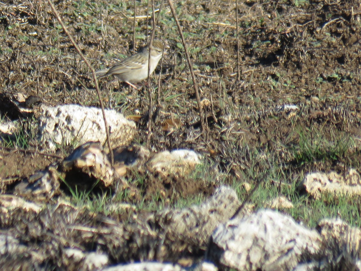 Brewer's Sparrow - ML630058153