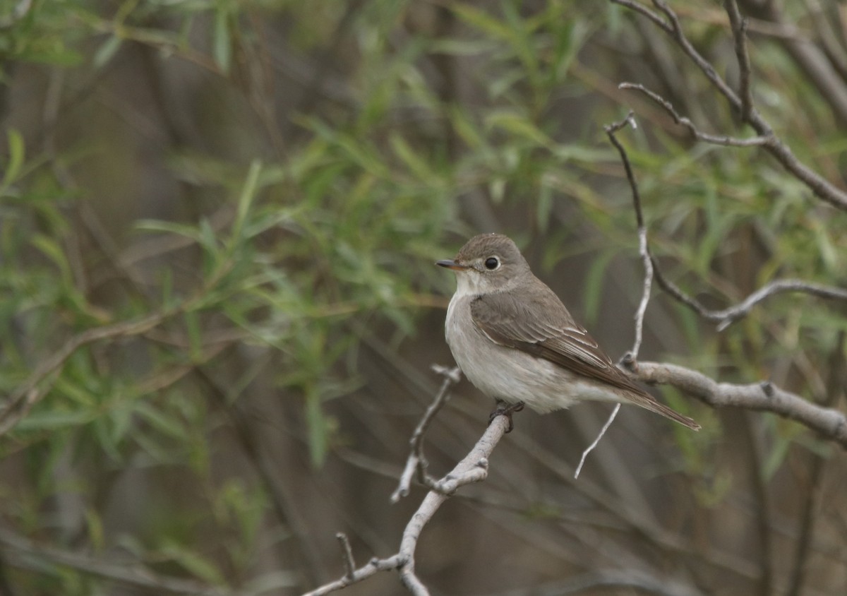 Asian Brown Flycatcher - ML630058376
