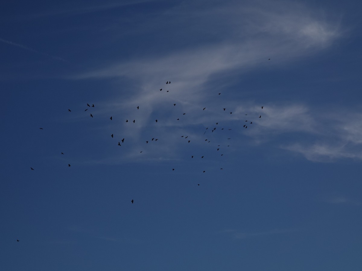 Fish Crow - ML630058579