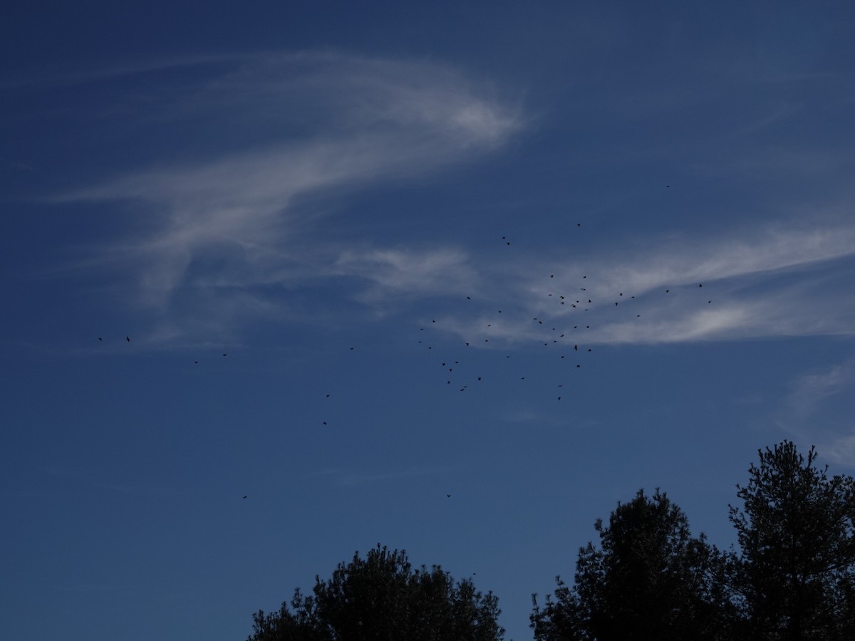 Fish Crow - ML630058580