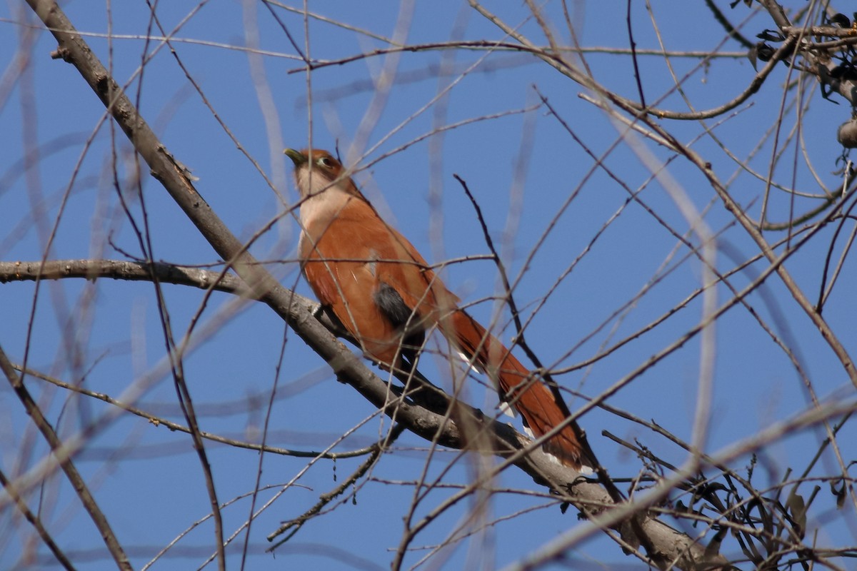 Squirrel Cuckoo - ML630058632
