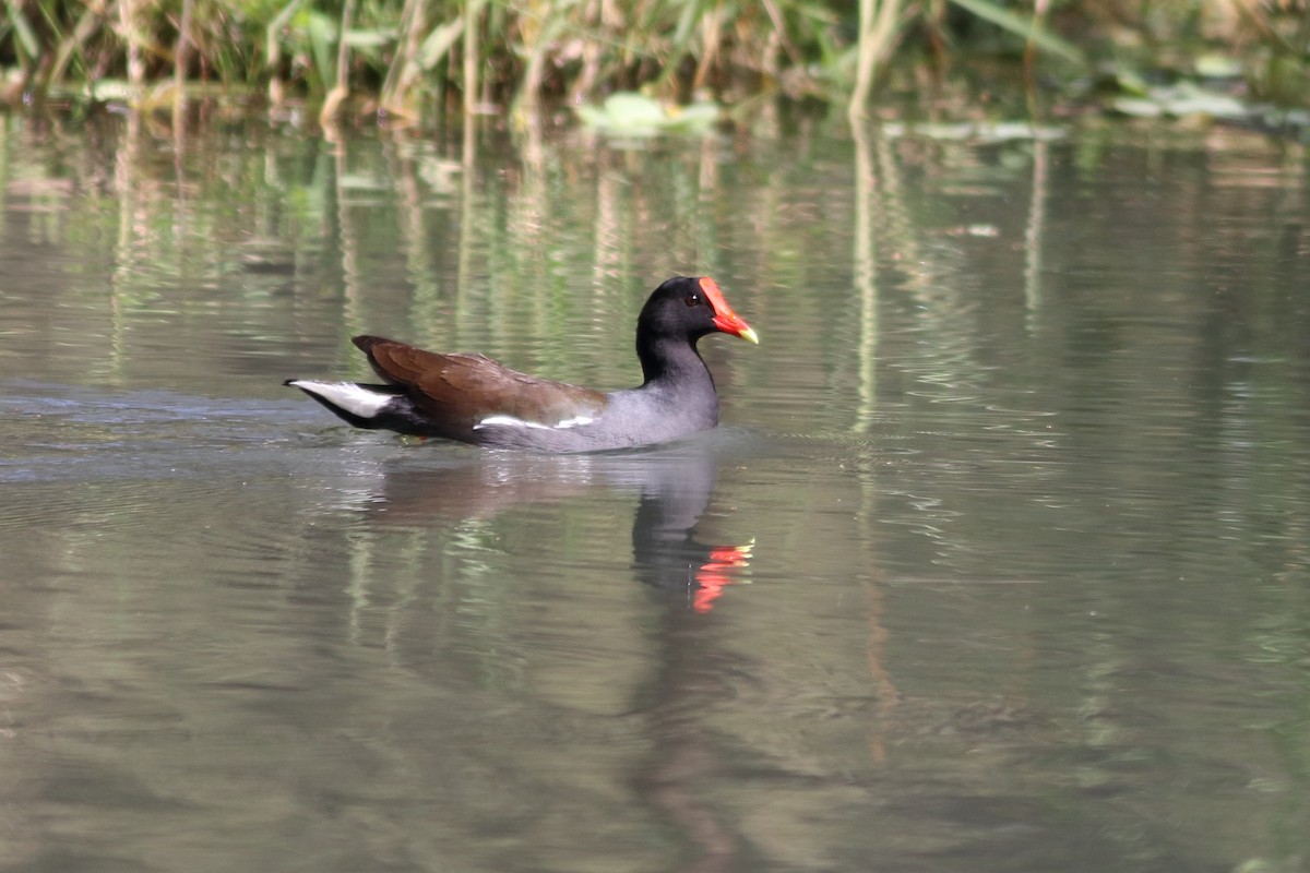 Common Gallinule - ML630058649