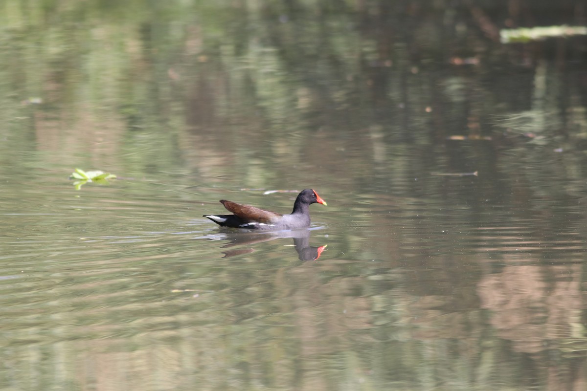 Common Gallinule - ML630058650