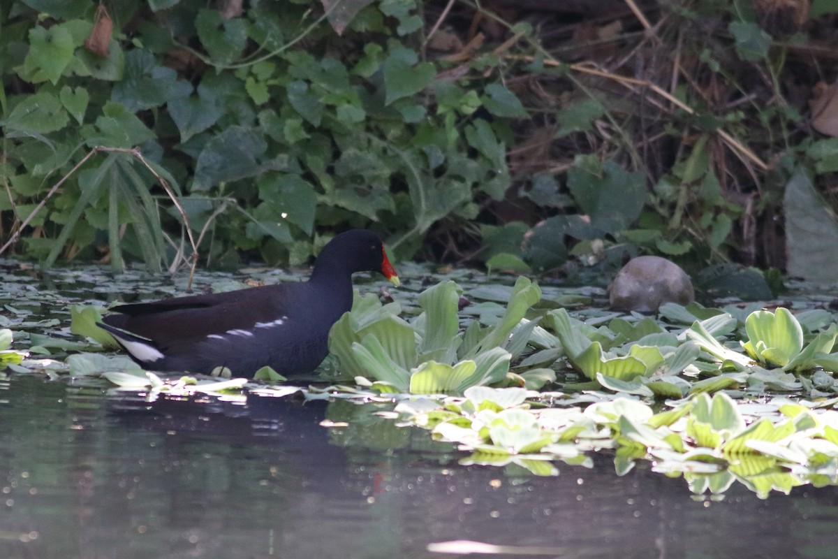 Common Gallinule - ML630058651