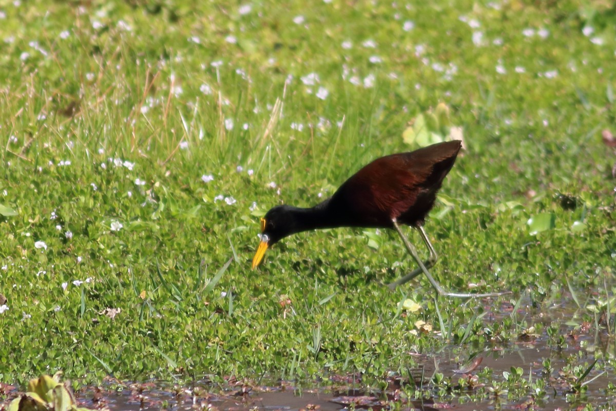 Northern Jacana - ML630058656