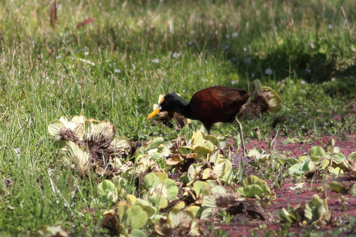 Northern Jacana - ML630058657