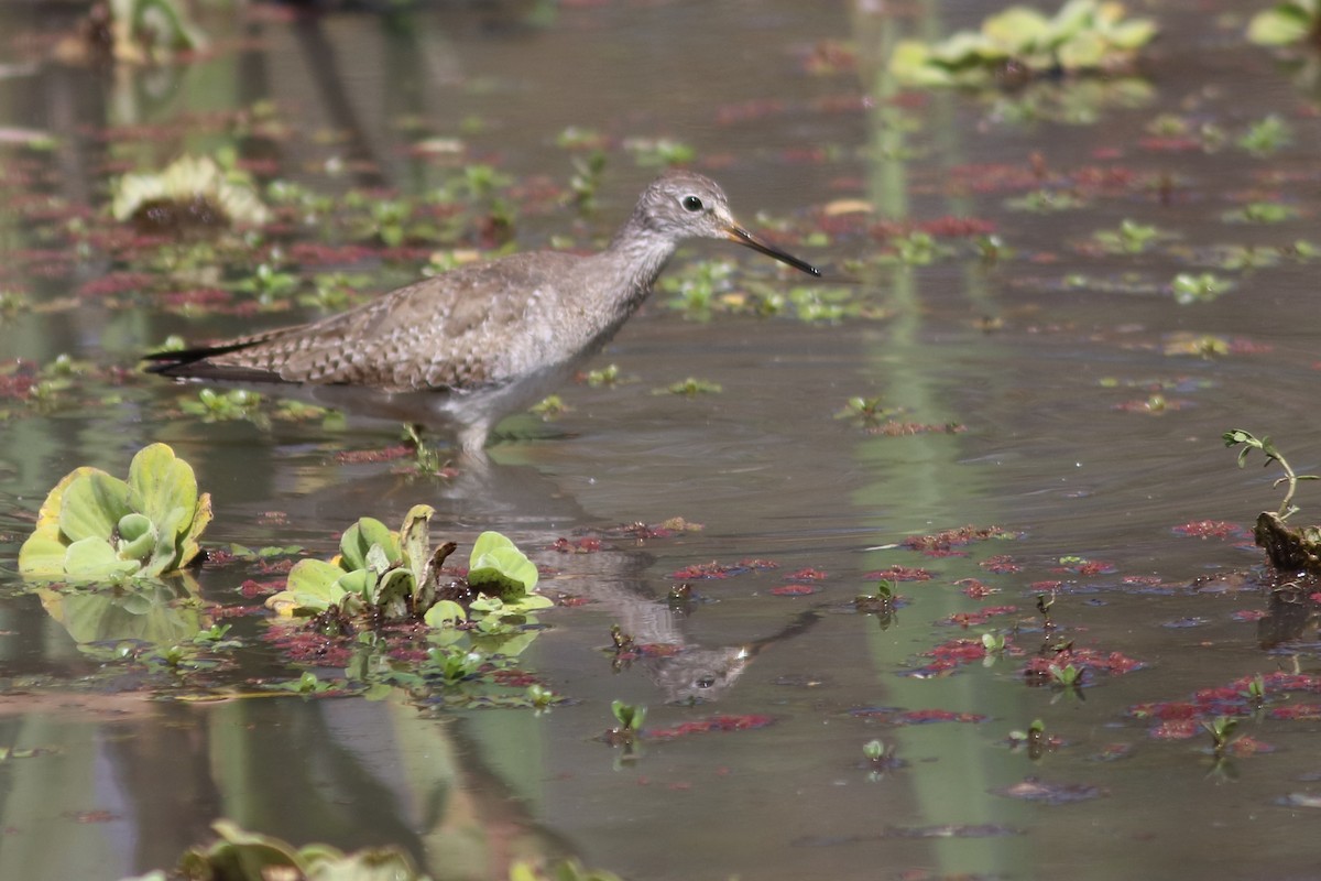 Lesser Yellowlegs - ML630058661