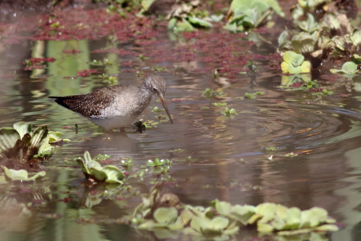 Lesser Yellowlegs - ML630058662