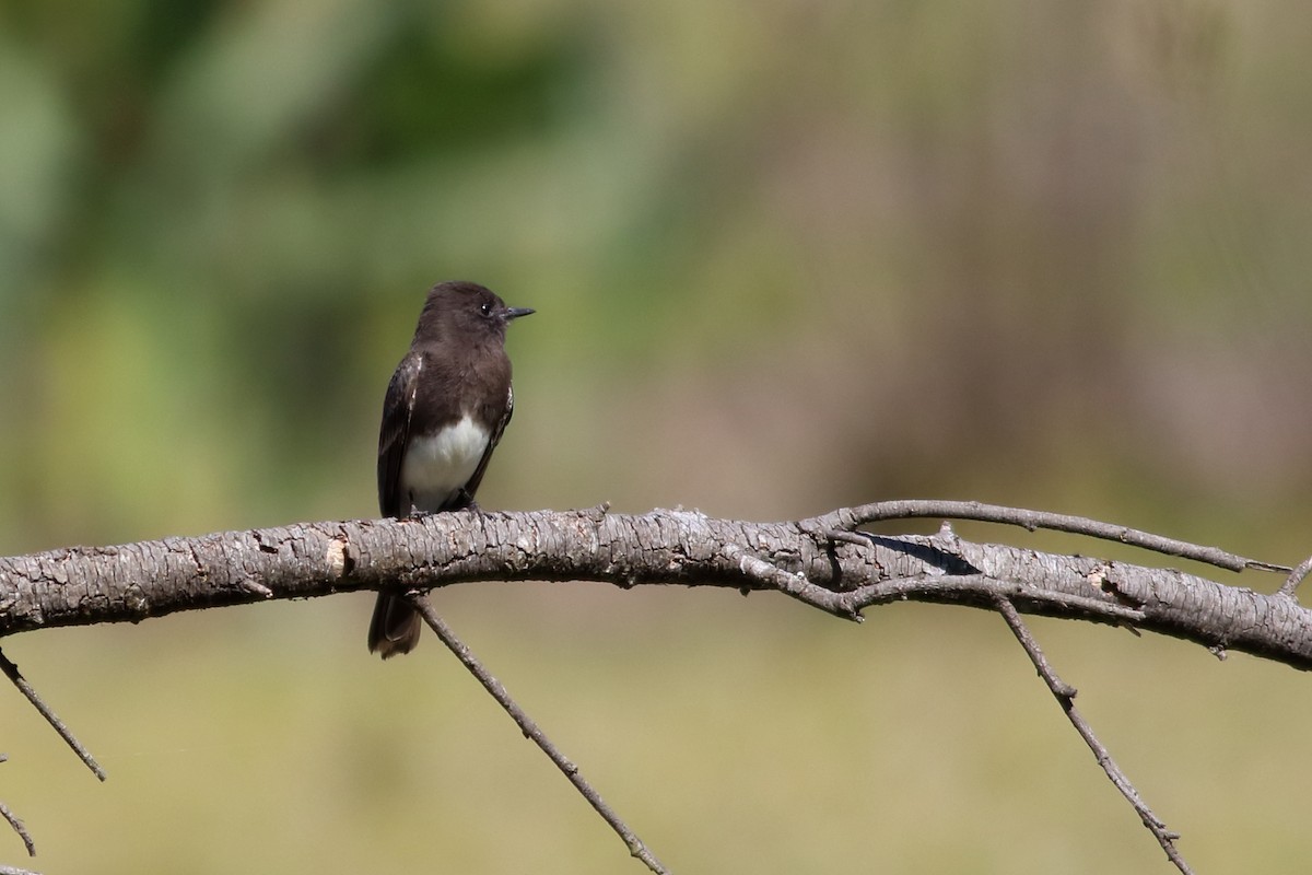 Black Phoebe - ML630058678