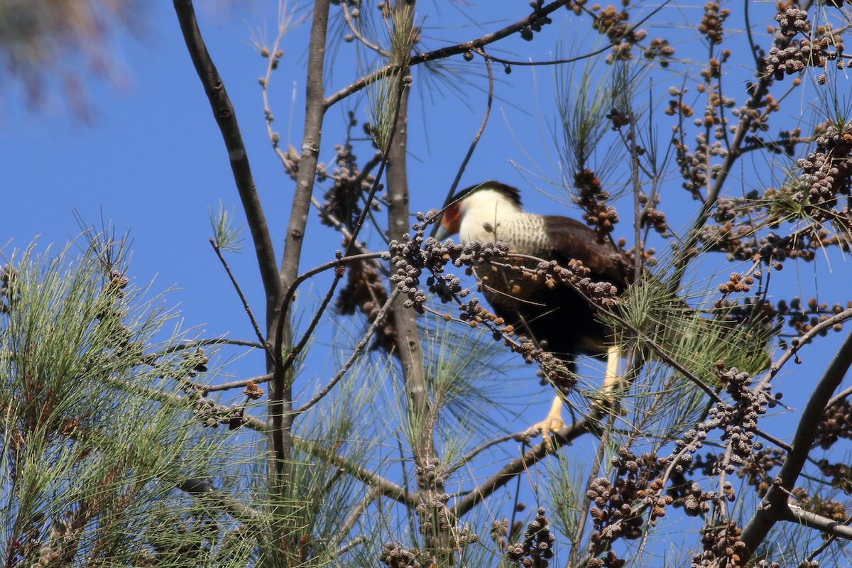Crested Caracara - ML630058693