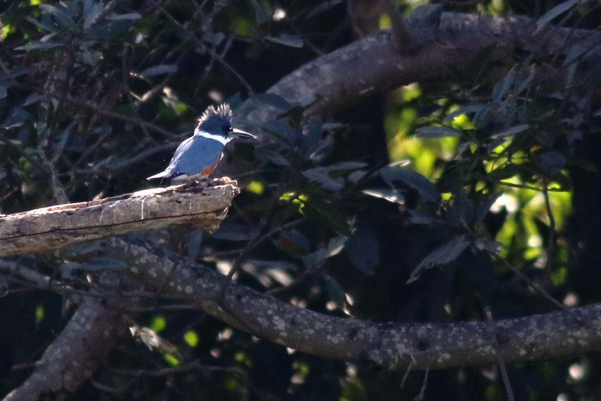 Belted Kingfisher - ML630058701