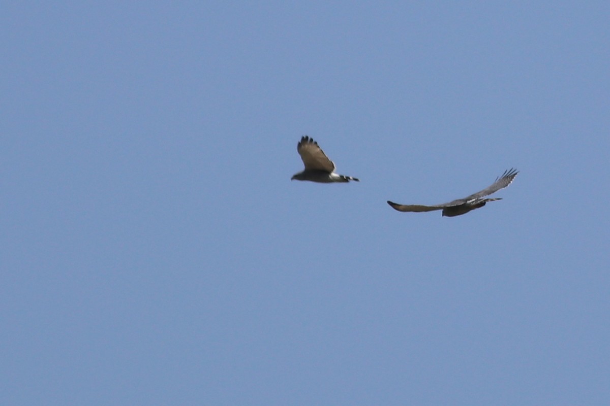 Gray Hawk - ML630058702