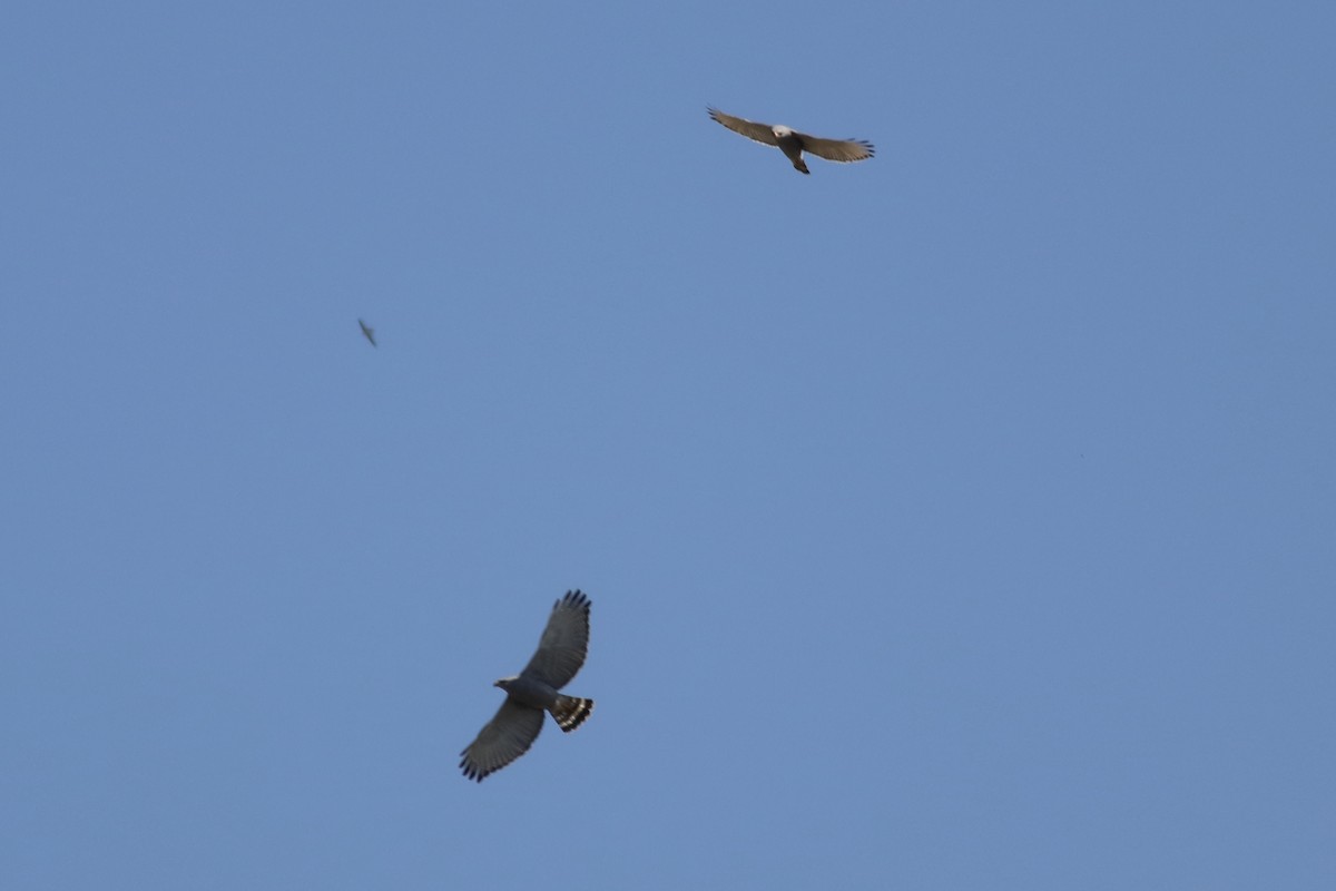 Gray Hawk - ML630058703