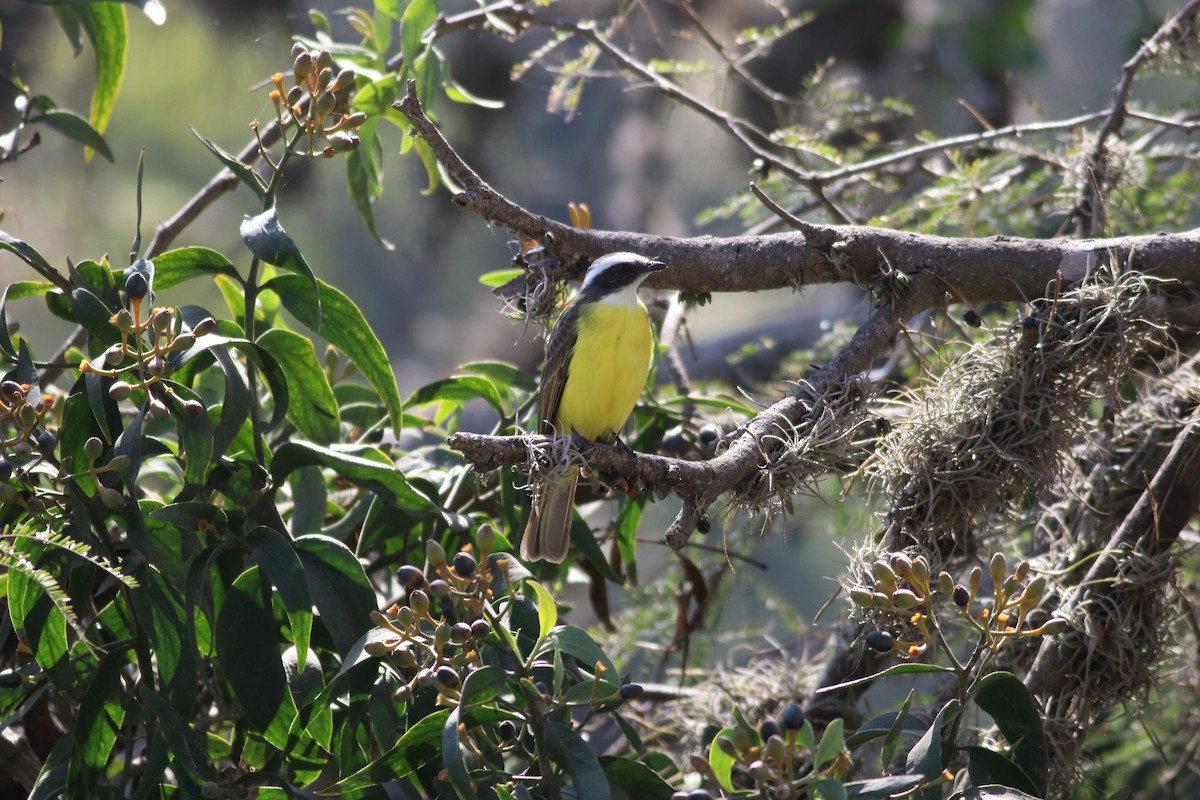 Social Flycatcher - ML630058712