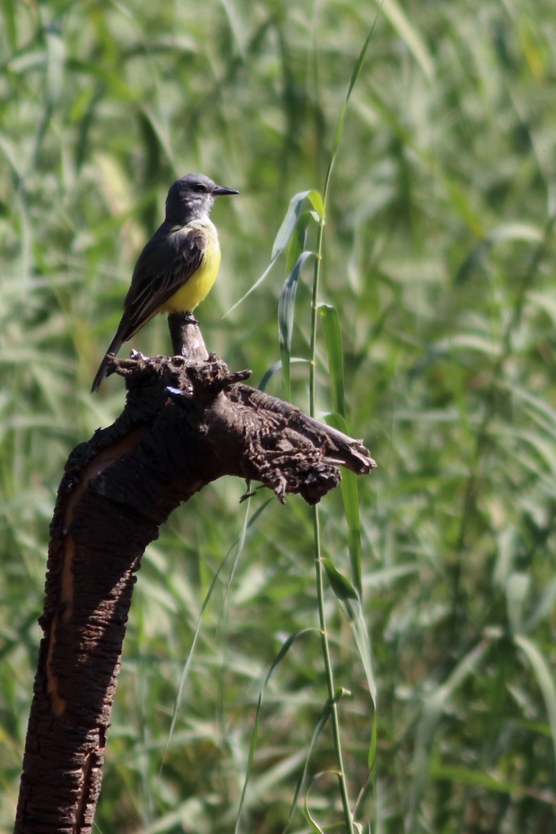 Cassin's Kingbird - ML630058728