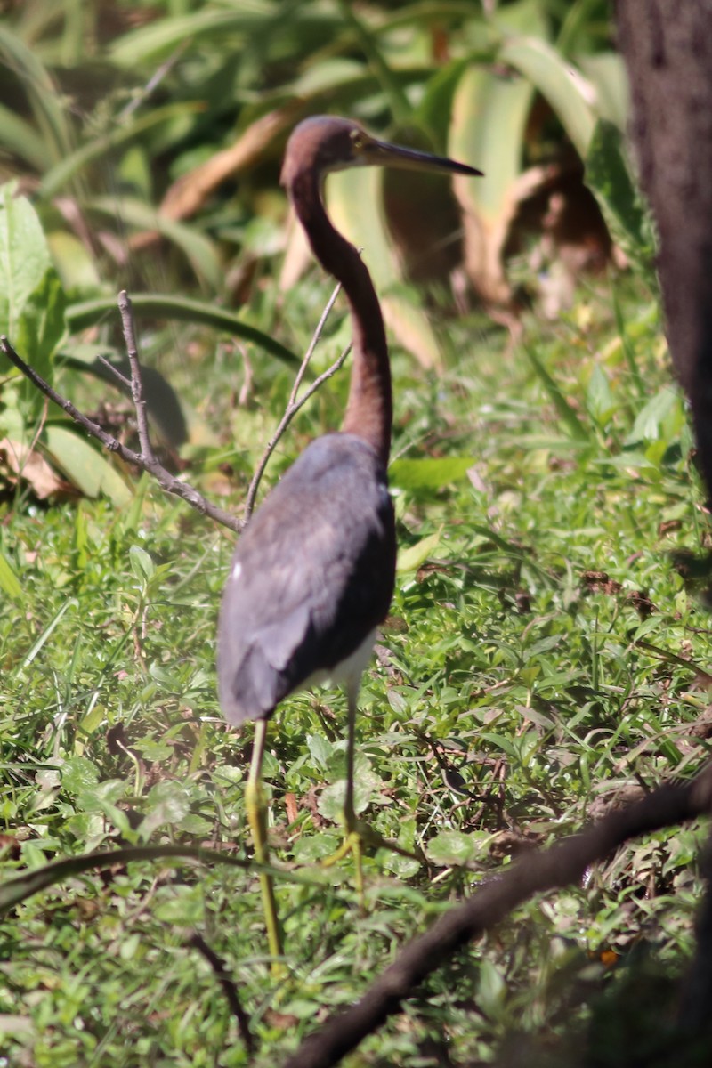 Tricolored Heron - ML630058786