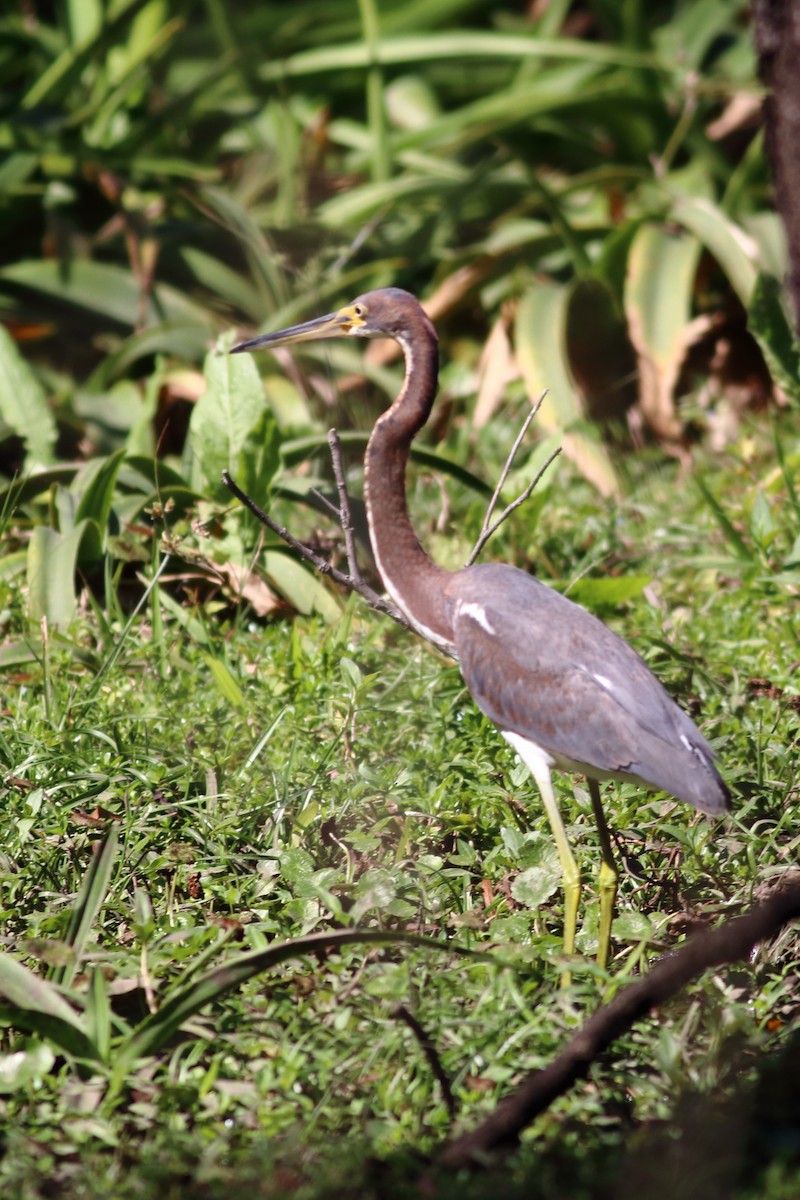 Tricolored Heron - ML630058791