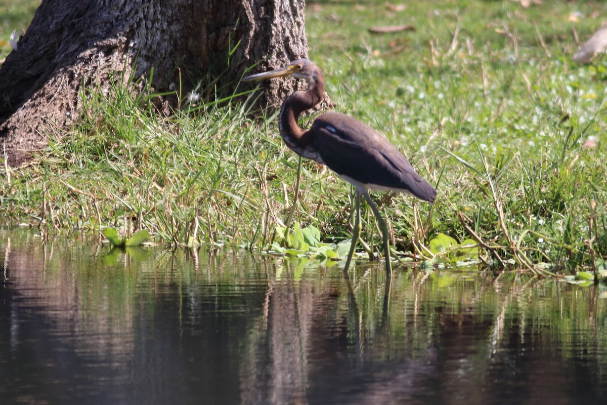 Tricolored Heron - ML630058792