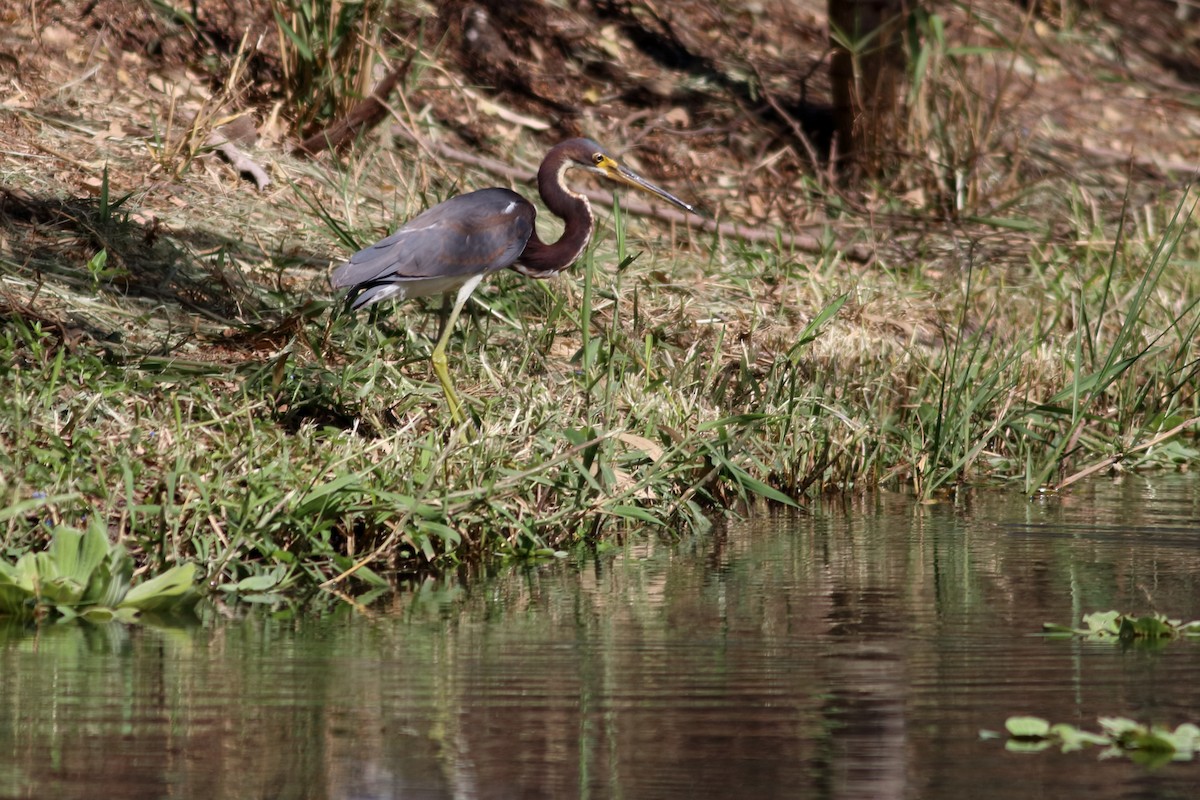 Tricolored Heron - ML630058793
