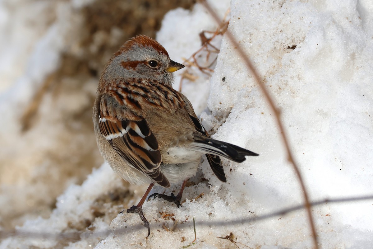 American Tree Sparrow - ML630058831