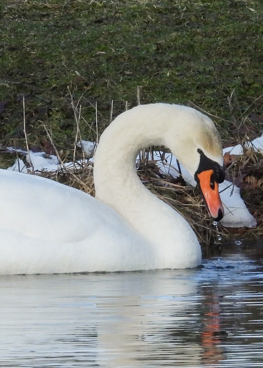 Mute Swan - ML630058905