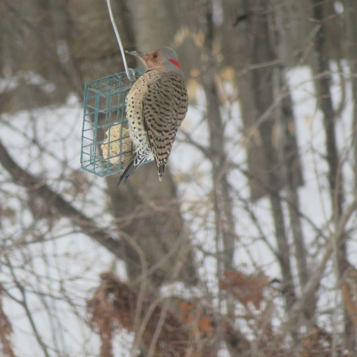 Northern Flicker - ML630058926