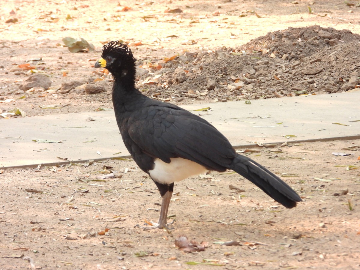 Bare-faced Curassow - ML630058952