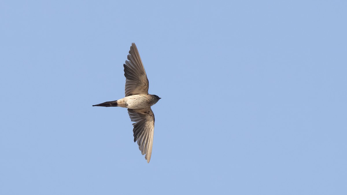 Eastern Red-rumped Swallow - ML630059058