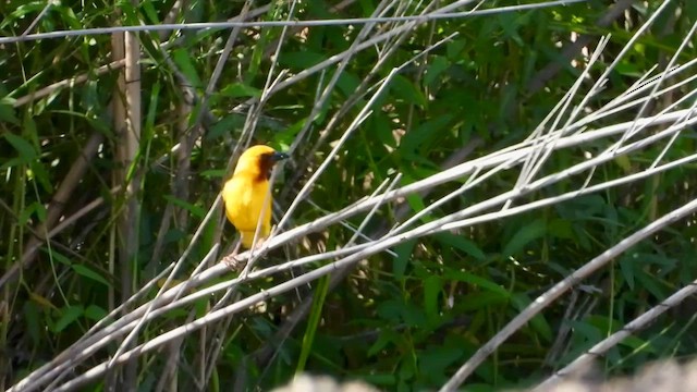 Southern Brown-throated Weaver - ML630059066