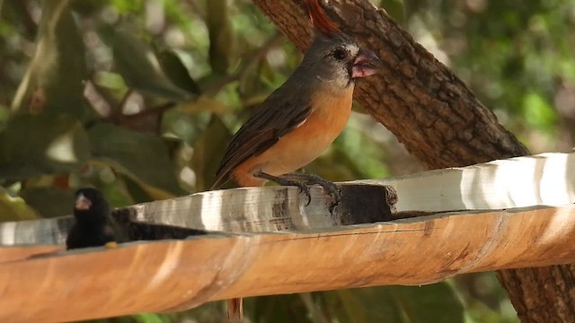 Guahira Kardinalı - ML630059167