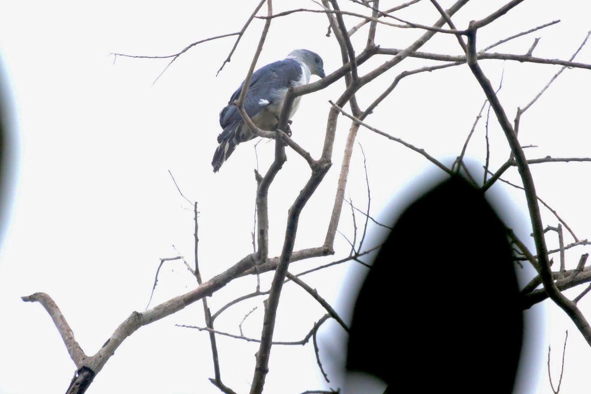 Gray-headed Kite - ML63005921