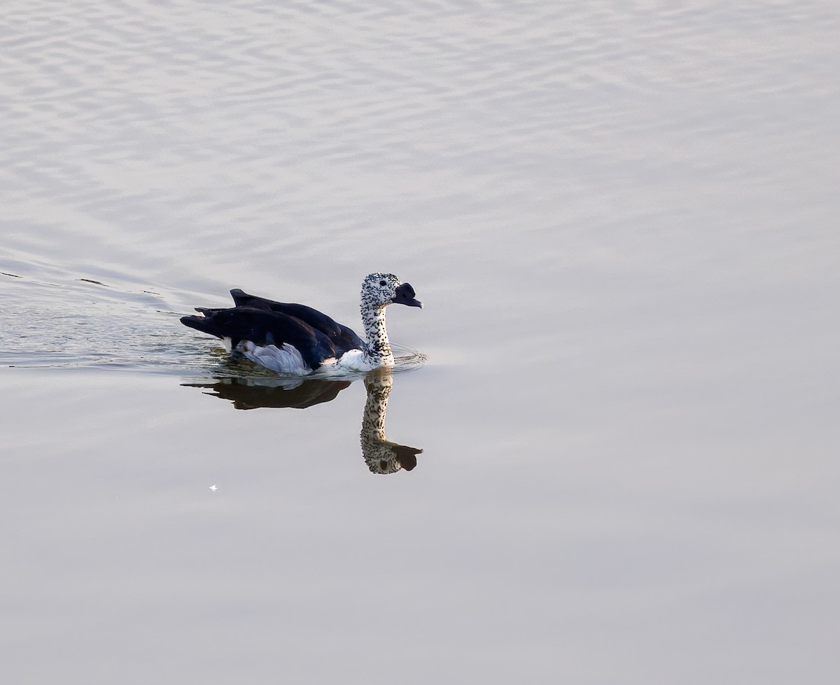 Knob-billed Duck - ML630059218