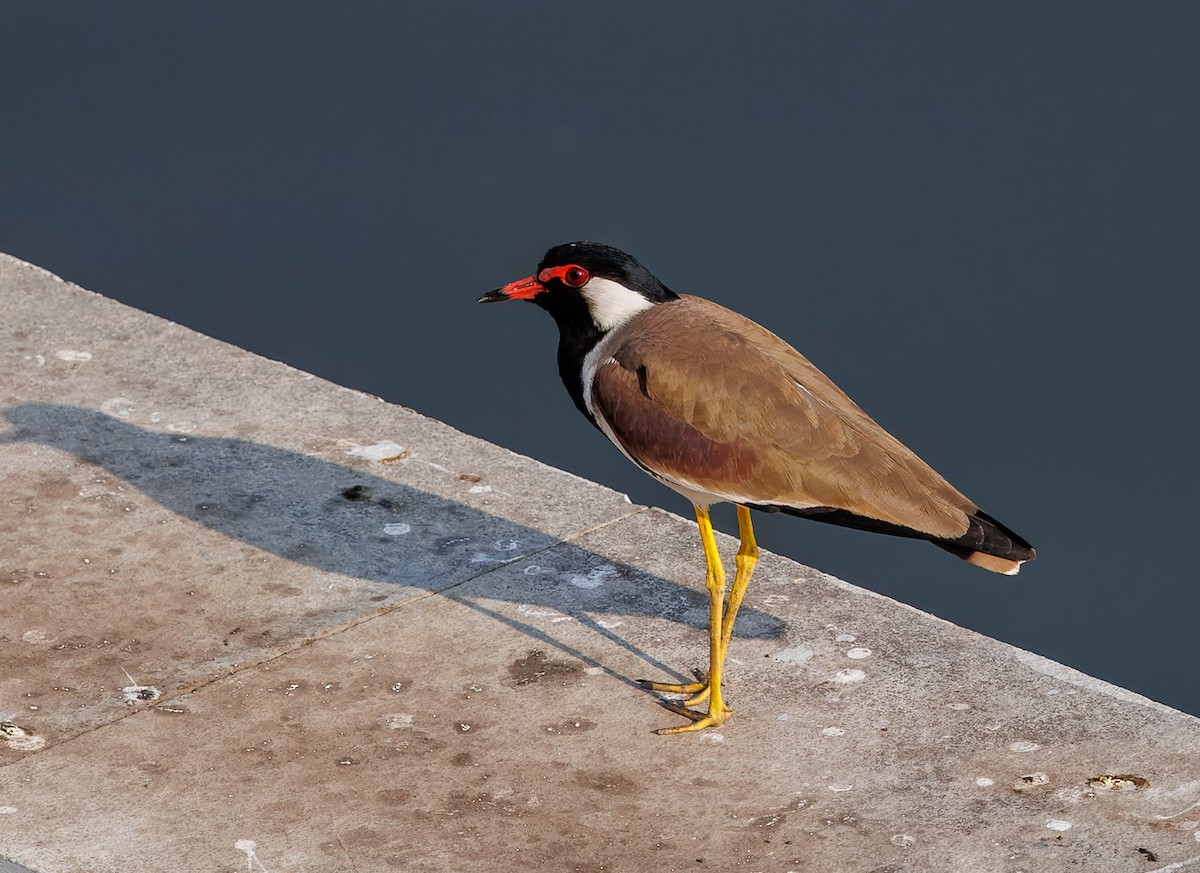 Red-wattled Lapwing - ML630059225