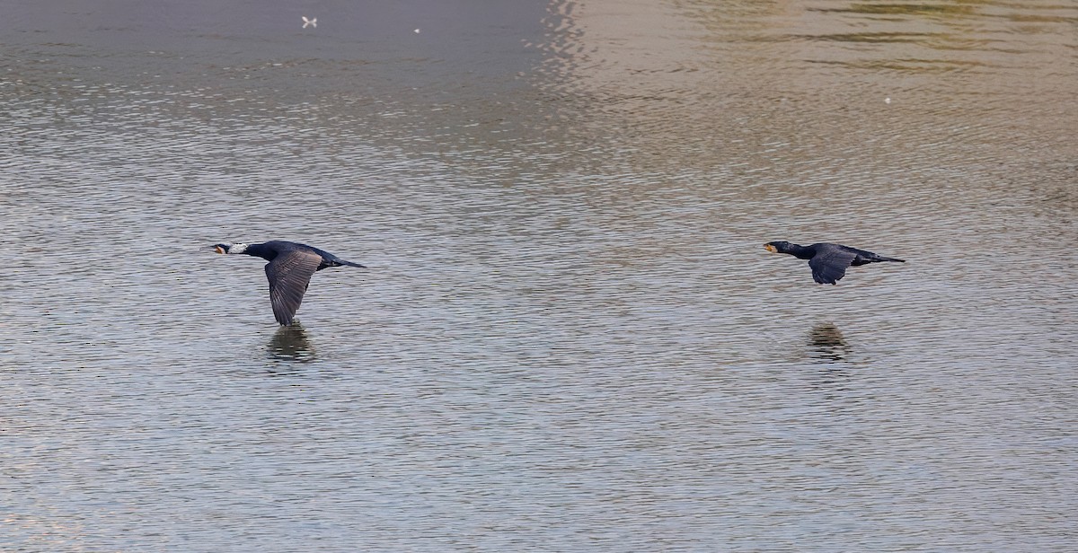 Great Cormorant - ML630059242