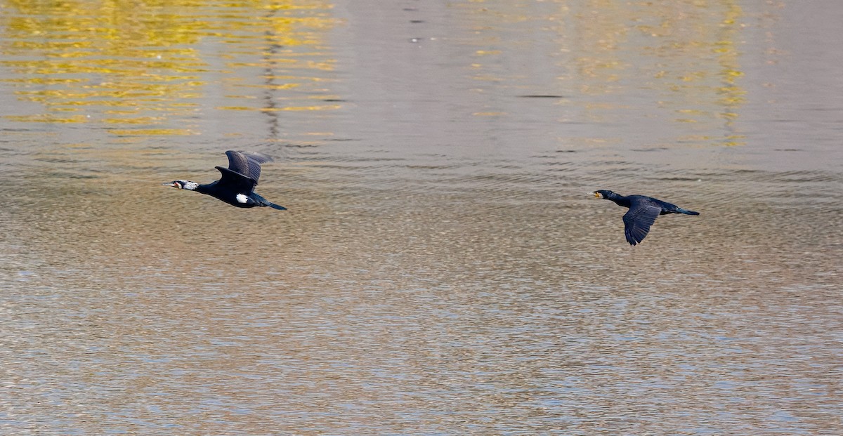 Great Cormorant - ML630059243