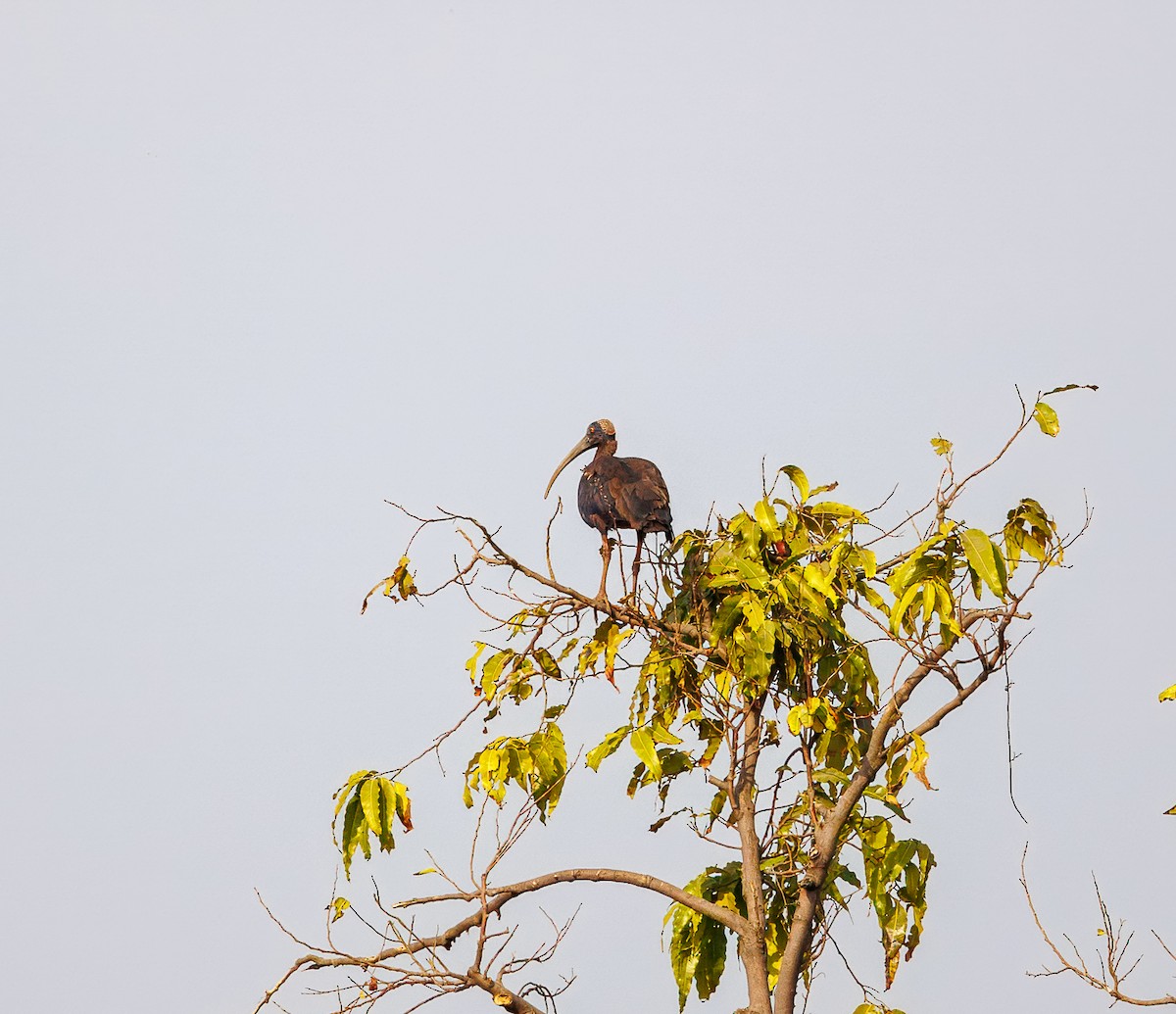 Red-naped Ibis - ML630059255