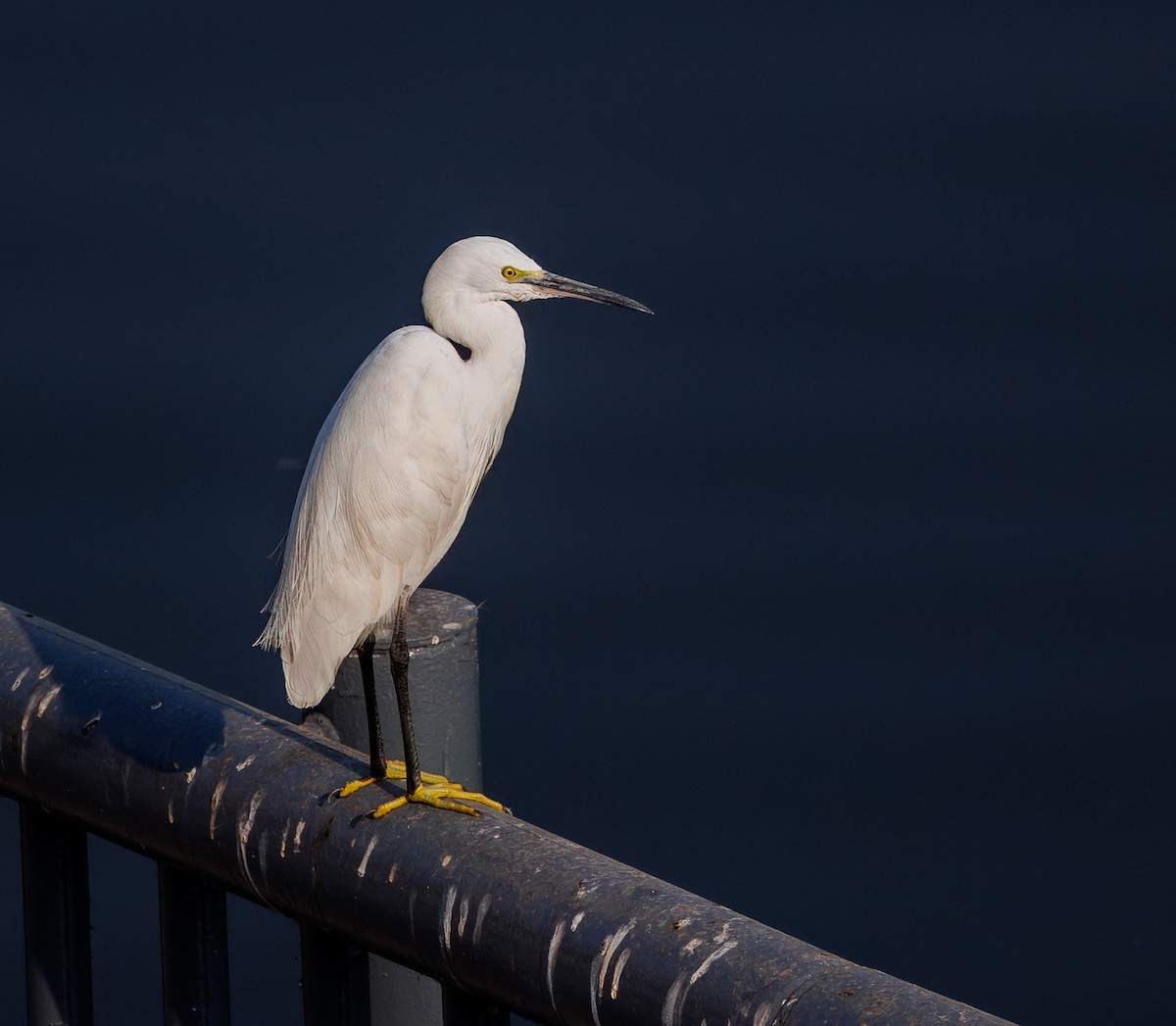 Little Egret - ML630059260