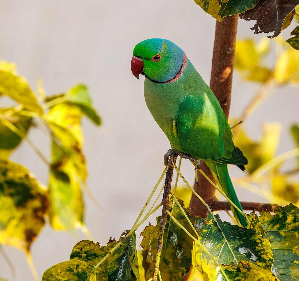 Rose-ringed Parakeet - ML630059273