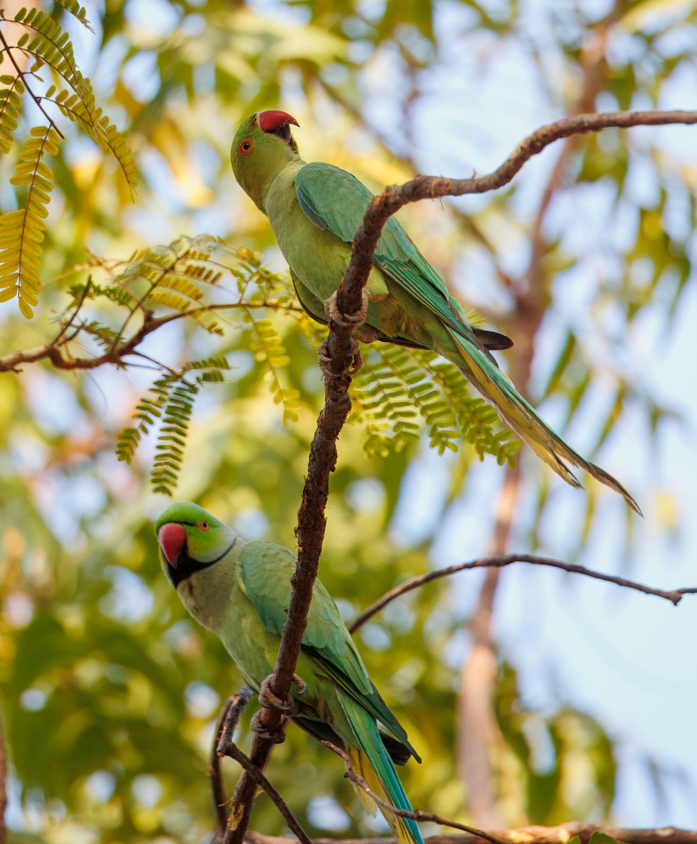 Rose-ringed Parakeet - ML630059274