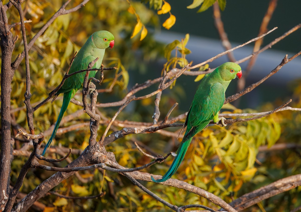 Rose-ringed Parakeet - ML630059283
