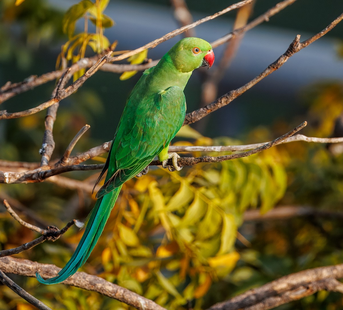 Rose-ringed Parakeet - ML630059298
