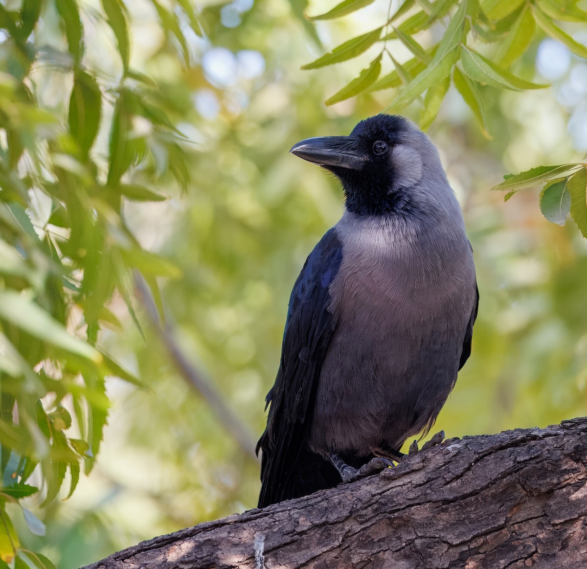 House Crow - ML630059307